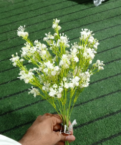 White Baby Breath