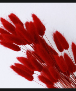 Red Bunny Tail