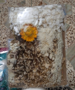 Dried Flowers #2